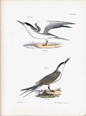 Bird print - Plate 124 from Zoology of New York, or the New-York Fauna. Part II Birds