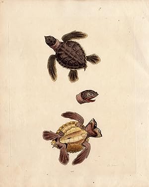 Antique Print-TURTLE-TORTOISE-REPTILE-Edwards-1748