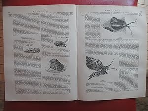 Mollusca / Article extracted from The Encyclopaedia Britannica or dictionary of Arts, Sciences, a...