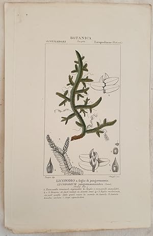 BOTANICA Licopodio a foglie di jungermannia Lycopodium jungermannioides,