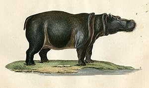 Antique Print-HIPPO-HIPPOPOTAMUS-AFRICA-Drapiez-1853