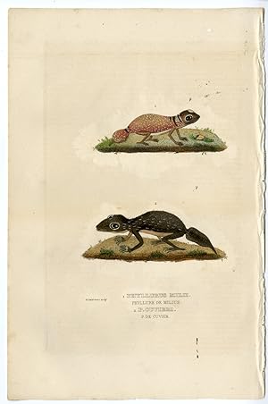 Antique Print-PHYLLURUS-LEAFTAIL-GECKO-Drapiez-1853