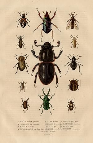 Antique Insects Print-INSECT-BEETLE-Drapiez-1853