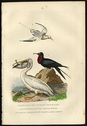Antique Print-SEABIRD-PELICAN-FRIGATE BIRD-Drapiez-1853