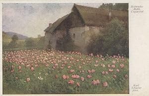 Bluhender Mohn Coquelicot Karl Shuster German Old Painting Postcard