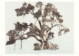 Tacita Dean Abrahams Oak Tree Painting Postcard