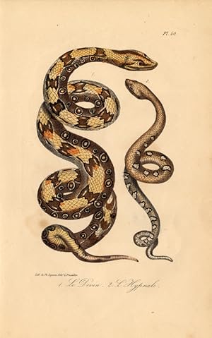 Antique Print-SNAKE-PYTHON-HUMP NOSED VIPER-DEVIN-Lejeune-Lacepede-1832
