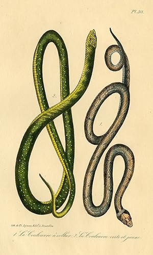 Antique Print-GRASS SNAKE-RINGED-GREEN WHIP-WESTERN-Lejeune-Lacepede-1832