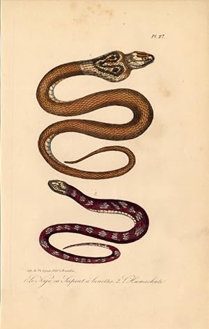 Antique Print-SNAKE-SPECTACLED COBRA-INDIAN-RINKHALS-Lejeune-Lacepede-1832