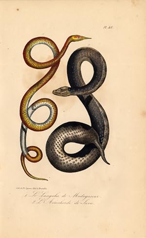 Antique Print-MADAGASCAR LEAF NOSED SNAKE-ARAFURA FILE-WRINKLE-Lacepede-1832
