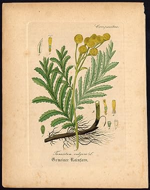 Rare Antique Botanical Print-TANACETUM VULGARE-TANSY-Artus-Kirchner-1848