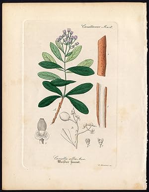 Rare Antique Botanical Print-WHITE CINNAMON-CANELLA-Artus-Kirchner-1848