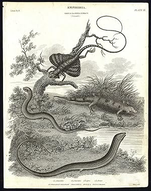 Antique print-NATURAL HISTORY-LIZARD-AMPHIBIAN-GALLIWASP-DRAGON-Rees-1820