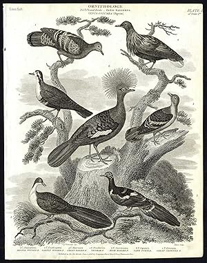 Antique print-NATURAL HISTORY-BIRD-PIGEON-GARNET-BRONZE-WINGED-Rees-1820