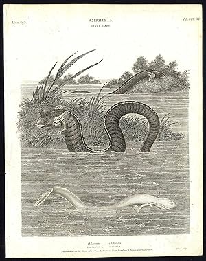 Antique print-NATURAL HISTORY-SNAKE-AMPHIBIAN-SIREN-EEL SHAPED-Rees-1820