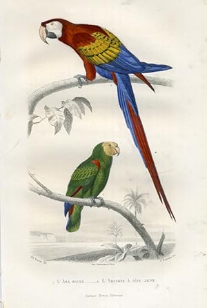 Antique Print-SCARLET MACAW-AMAZON-MACAW-Buffon-1853