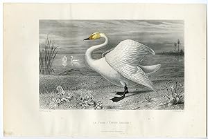 Antique Print-WHOOPER SWAN-SWAN-Buffon-1853