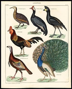 Antique Print-INDIAN PEAFOWL-TURKEY-CURASSOW-ROOSTER-PEACOCK-Pl.85-Oken-1833