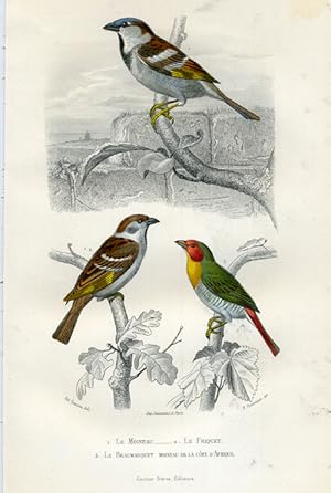 Antique Print-SPARROW-TREE SPARROW-PYTILIA-Buffon-1853
