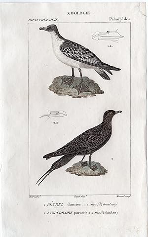 Antique Print- ORNITHOLGY-BIRD-CAPE PETREL-ARCTIC SKUA ARCTIC-Massard-1816