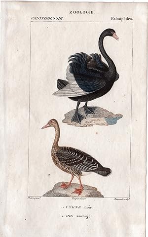 Antique Print- ORNITHOLGY-BIRD-BLACK SWAN-WILD GOOSE-Petre-Massard-1816