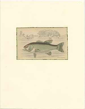 Antique Print of the Largemouth Bass (c.1850)
