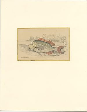 Antique Print of an Emperor Fish (c.1850)