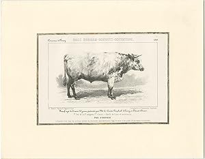 Antique Print of a Durham-Schwitz-Cotentine Bull (c.1860)
