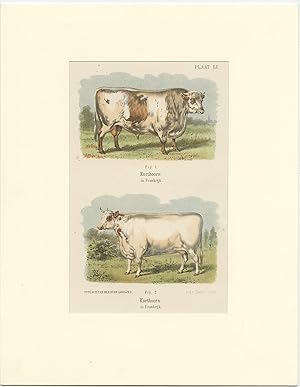 Antique Print of Shorthorn Cattle in France (1865)