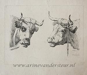 [Original etching, ets] P. Roosing after J. Kobell II. Two cow heads, published 1800-1850.