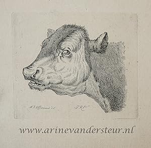 [Original etching, ets] P. Roosing after A. J. Offermans. Head of a cow, published 1800-1850.