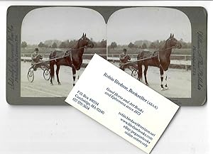 Prince Alert, a King among Light Harness Horses [1903 stereo card]