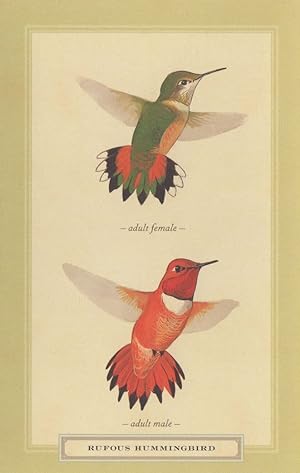 Rufous Hummingbird Male & Female Painting Postcard