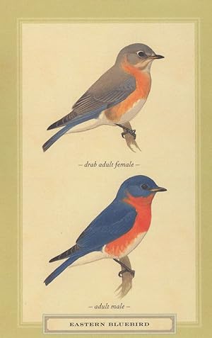 Eastern Bluebird Drab Adult Male Female Stunning Bird Postcard
