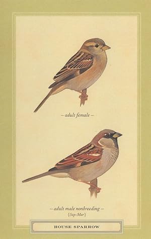 House Sparrow Adult Male Female Bird Stunning Postcard