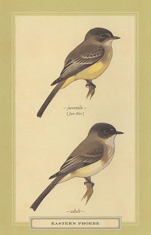 Eastern Phoebe Juvenile & Adult Bird Stunning Postcard