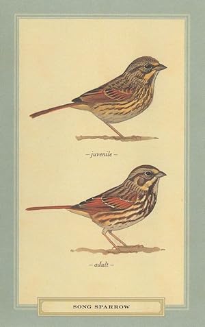 Song Sparrow Juvenile & Adult Stunning Bird Postcard