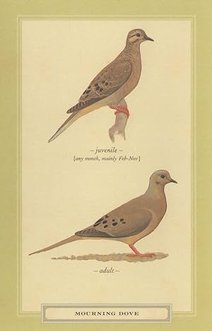 Mourning Dove Juvenile & Adult Bird Stunning Postcard