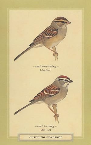 Chipping Sparrow Adult Breeding & Nonbreeding Bird Postcard