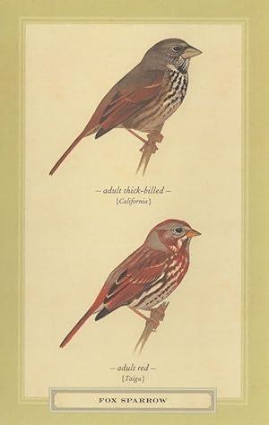 Fox Sparrow Adult Red & Thicked Billed Bird Stunning Postcard