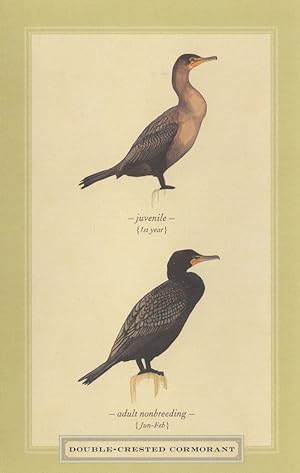 Double Crested Cormorant Juvenile & Adult Non Breeding Postcard