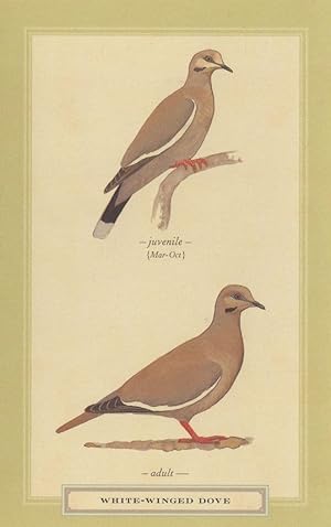 White Winged Dove Juvenile Adult Bird Stunning Postcard