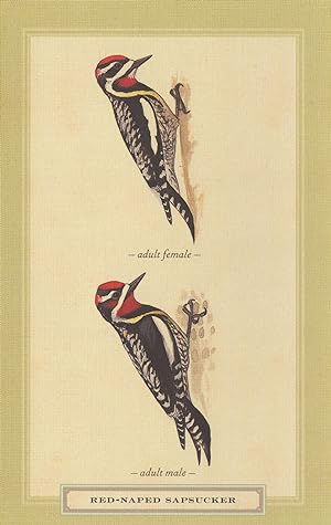 Red Naped Sapsucker Adult Male Female Bird Stunning Postcard