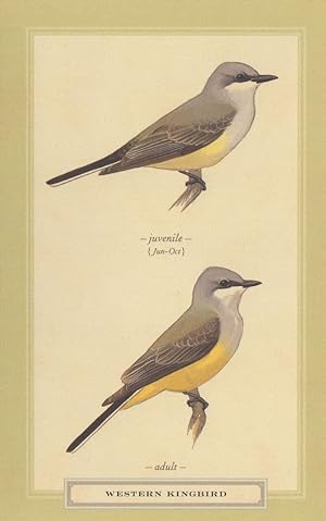 Western King Juvenile Adult Bird Kingbird Stunning Postcard