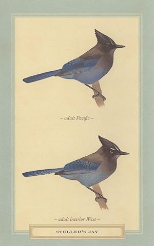 Steller's Jay Pacific West Bird Stunning Postcard