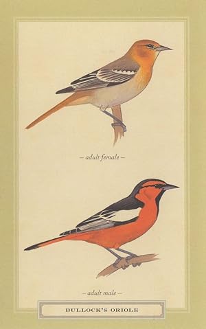 Bullock's Oriole Male & Female Bird Stunning Postcard