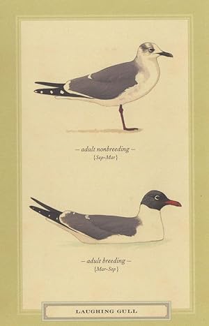 Laughing Gull Bird Breeding Stunning Postcard