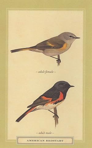 American Redstart Male Female Bird Stunning Postcard