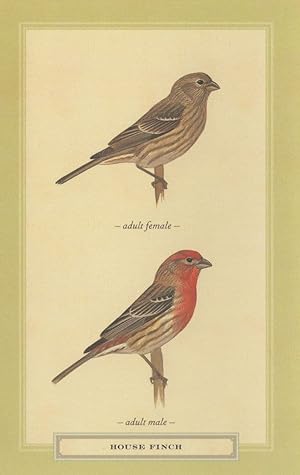 House Finch Adult Male Female Bird Stunning Postcard