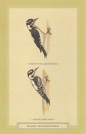 Hairy Woodpecker West Adult Male Female Bird Postcard